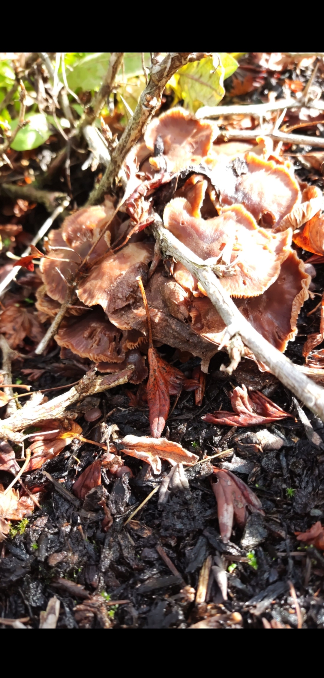 Picture of a orange-brown wavy mushroom