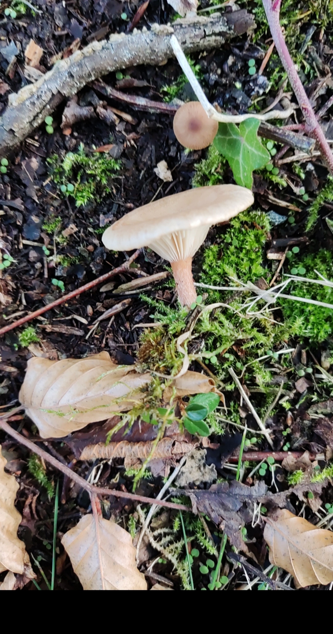 Pretty white mushroom with neck gills