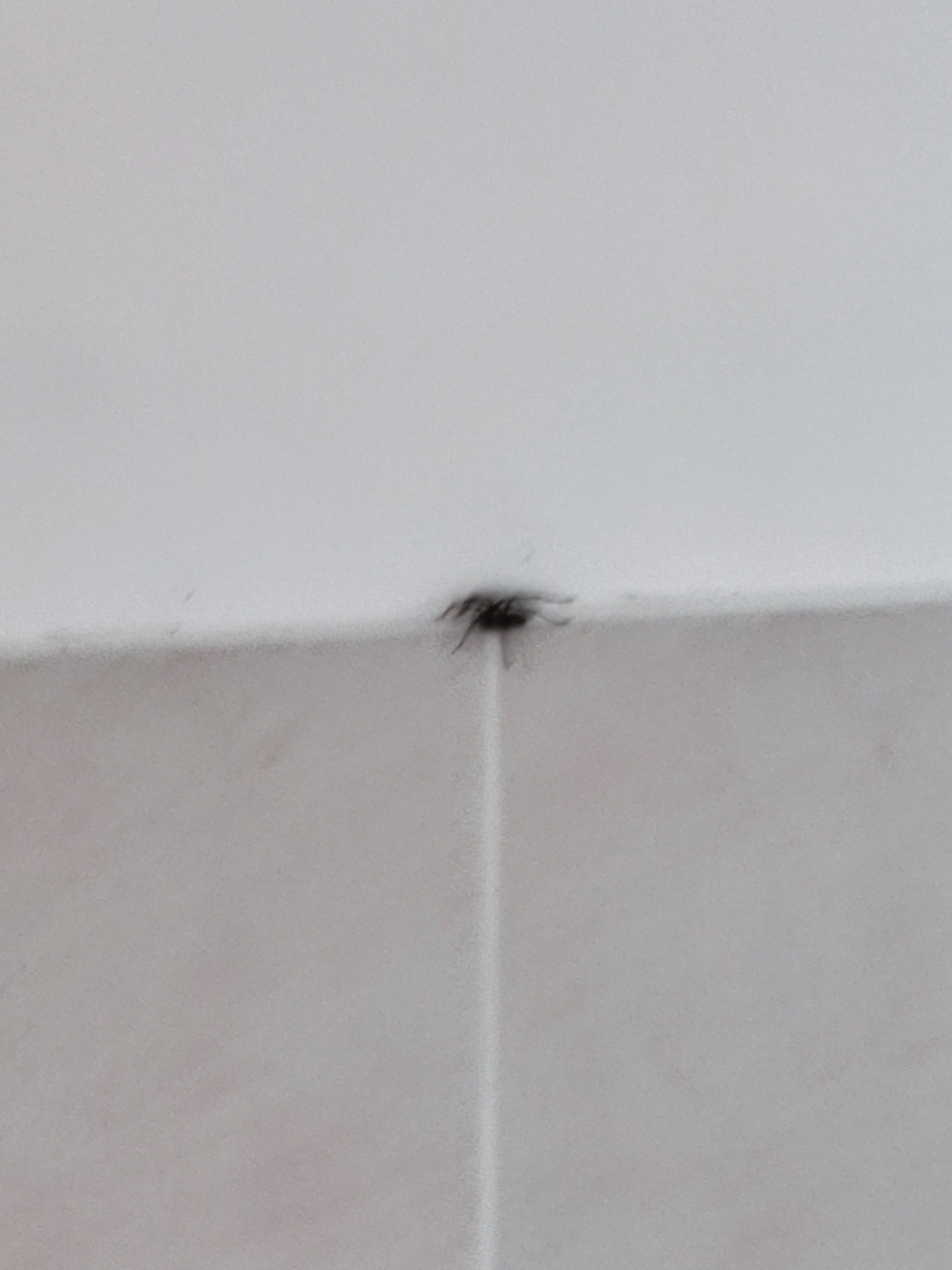 The giant giant house spider looking small