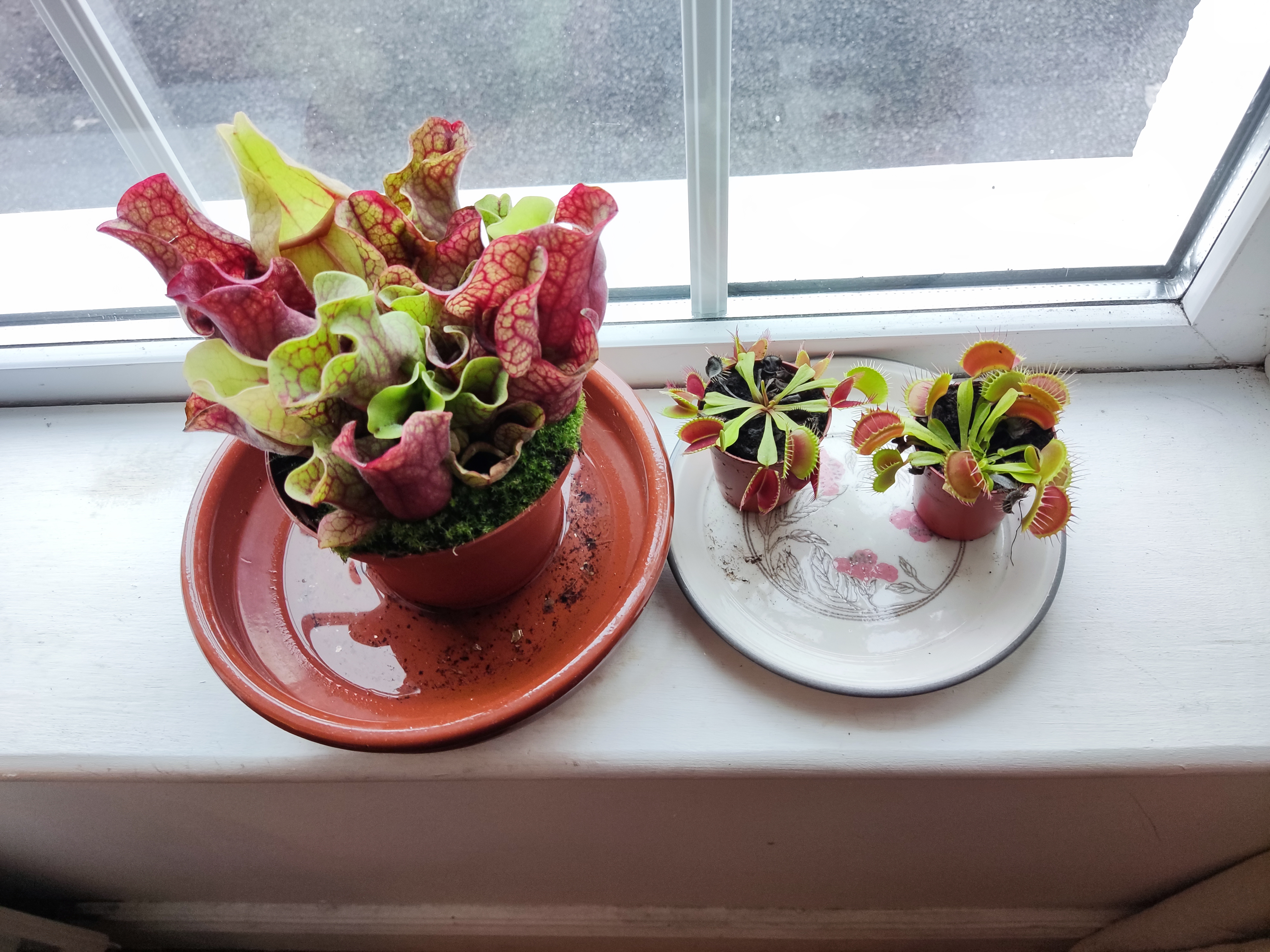 Purple pitcher plant and two venus flytrap on a window sill