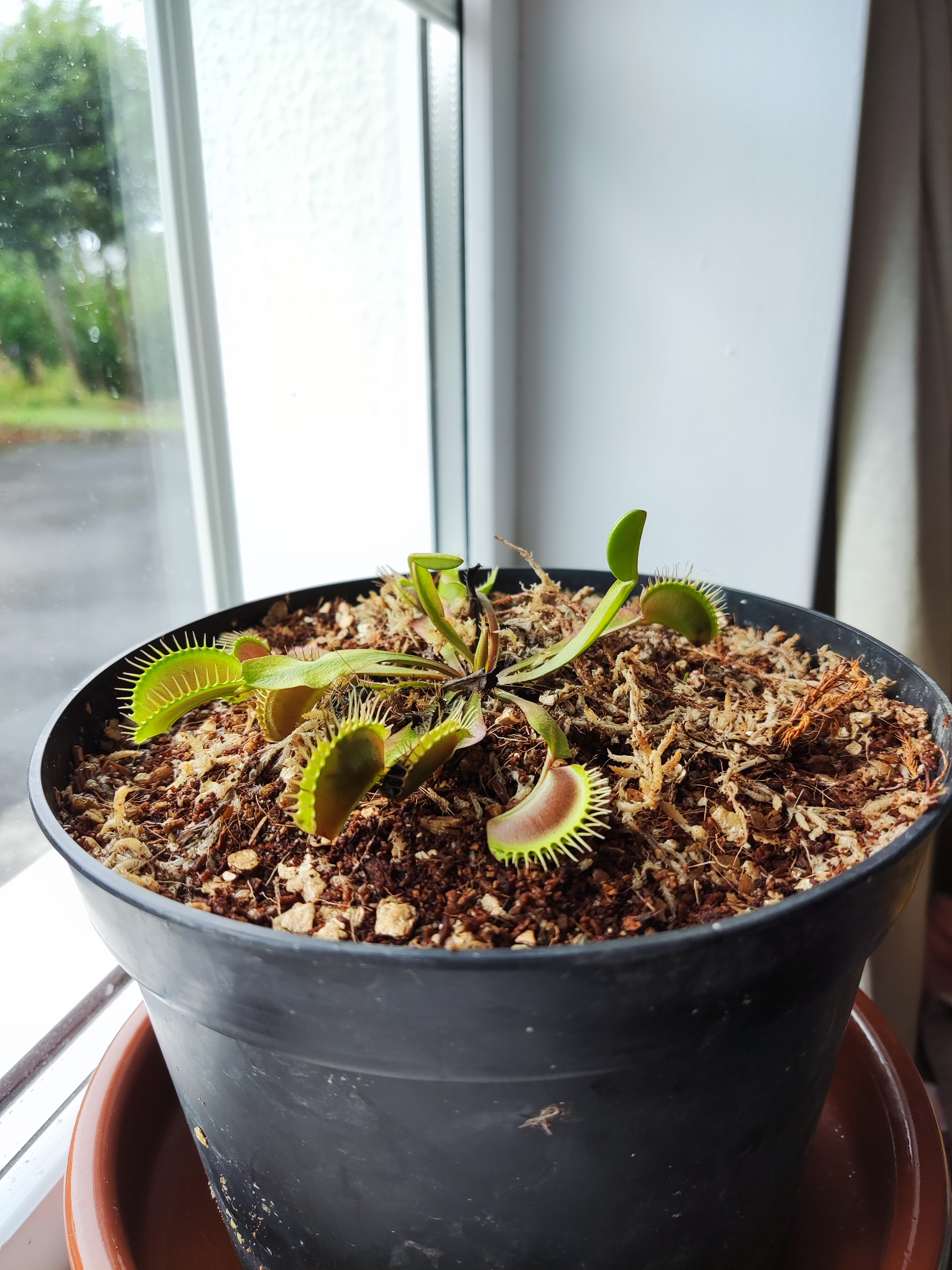 Potted venus flytrap on a window sill