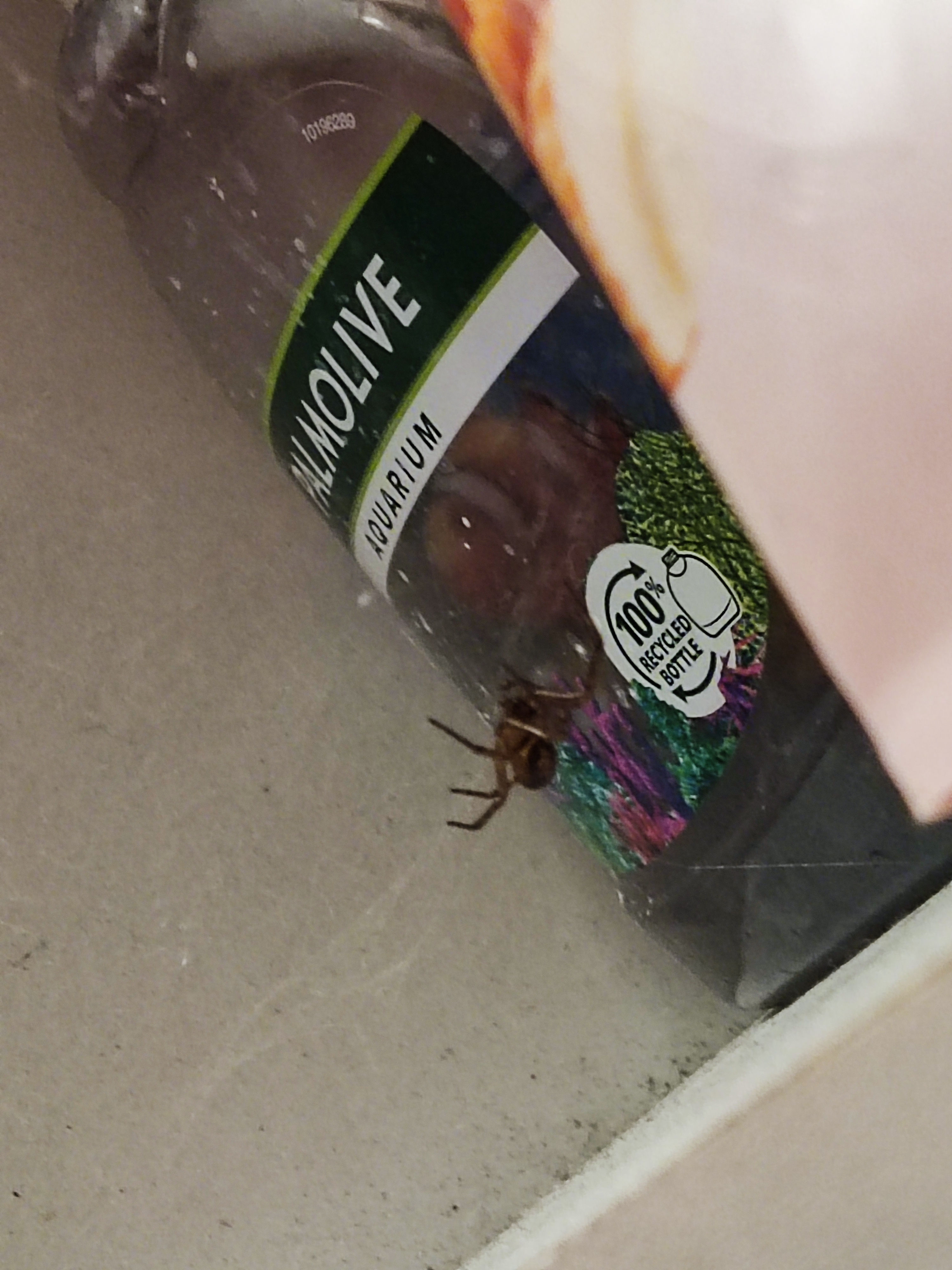 A spider next to a soap bottle in a shelf