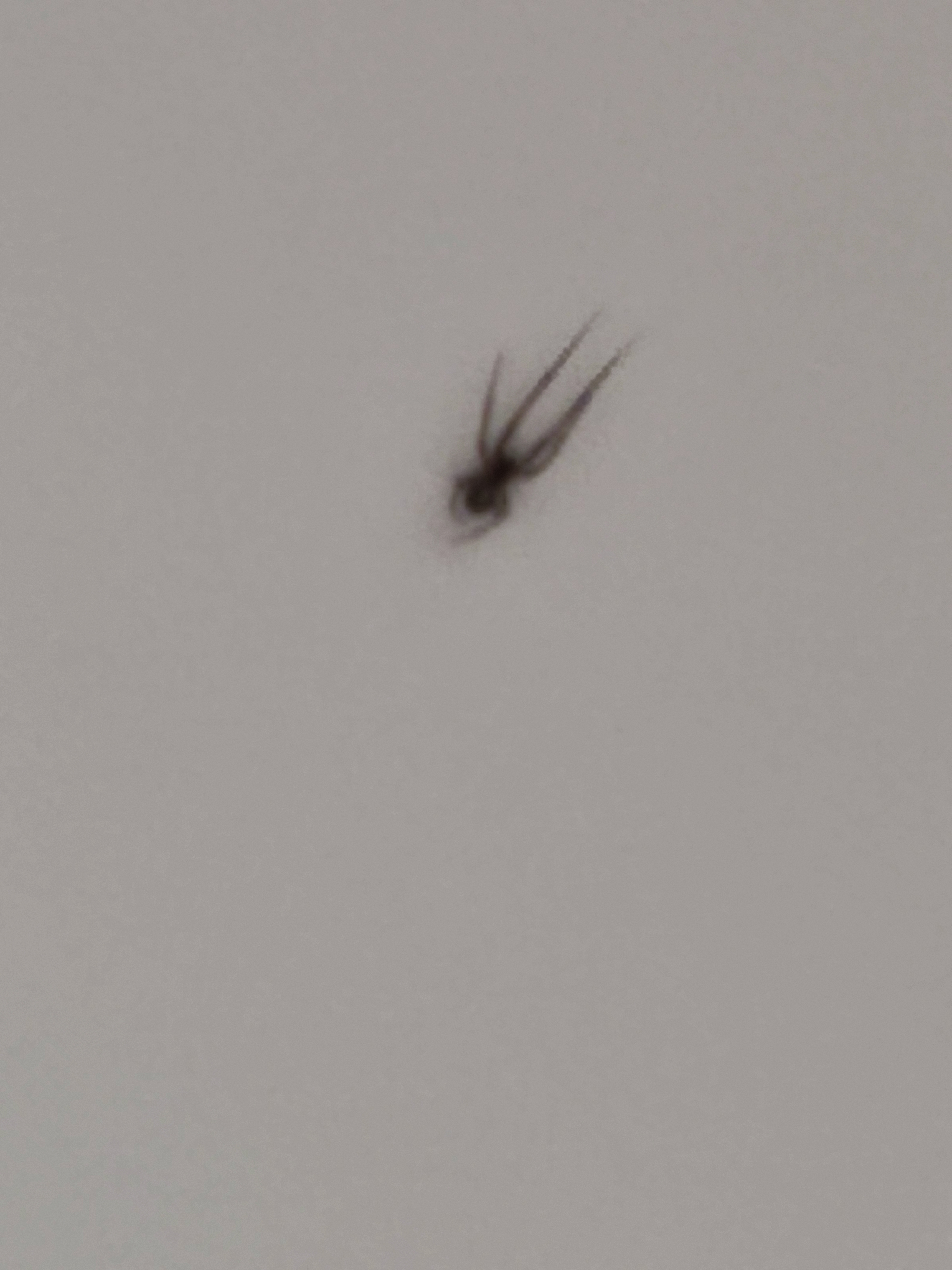 A very blurry picture of a ?Wolf Spider?