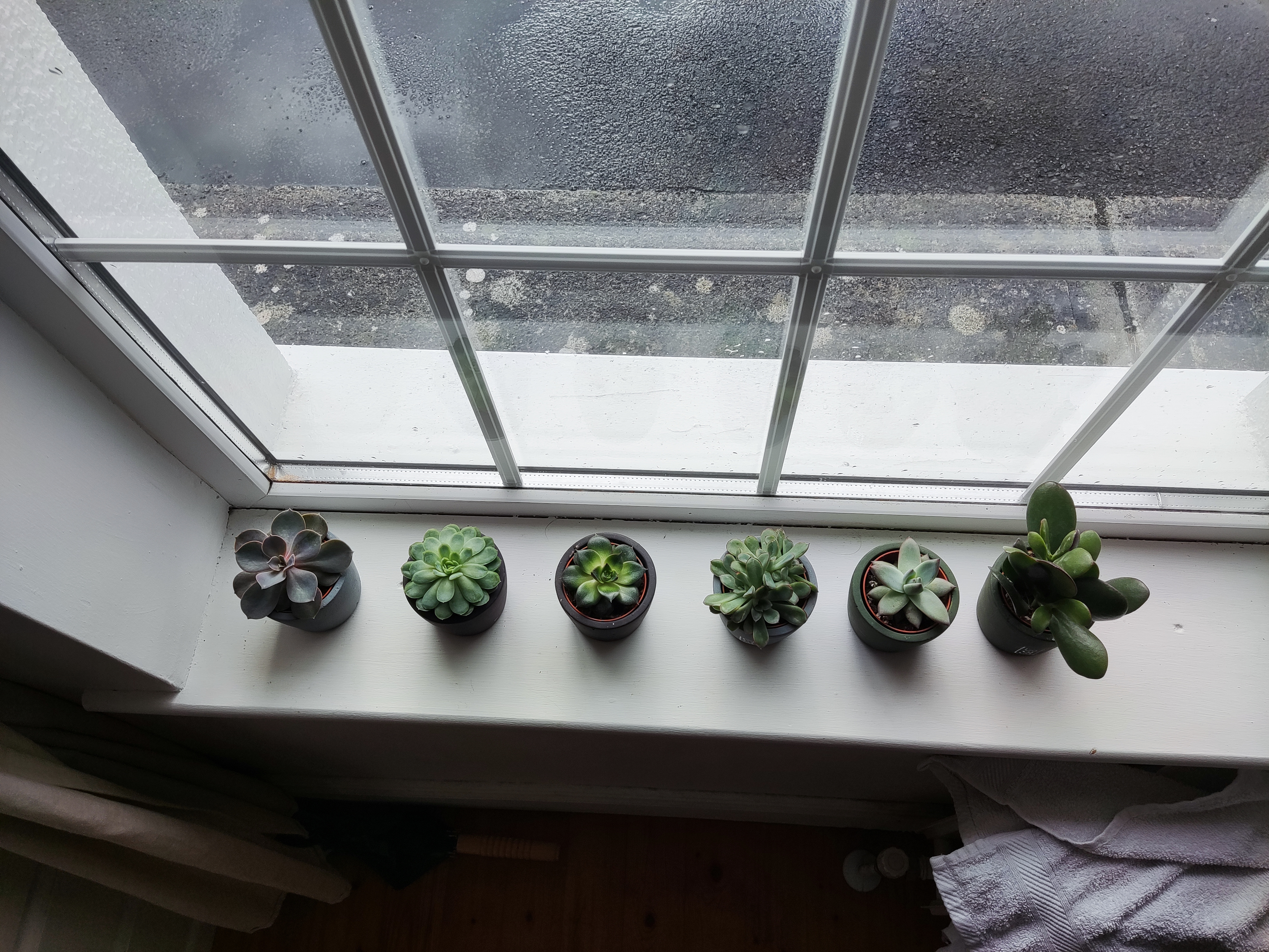 A window full of succulent plants in ceramic pots