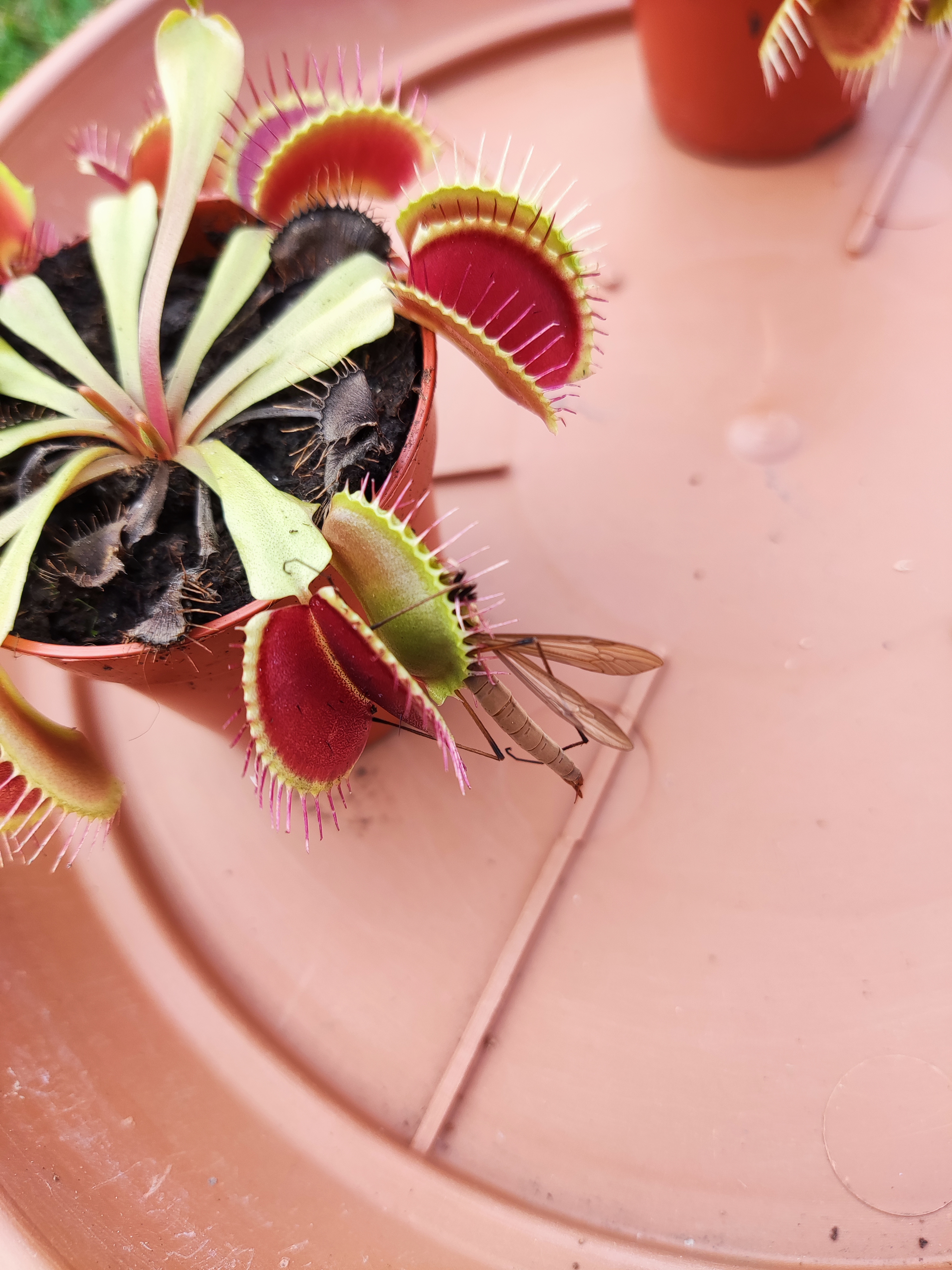 Venus flytrap that has caught a dragonfly that is way too big for its trap