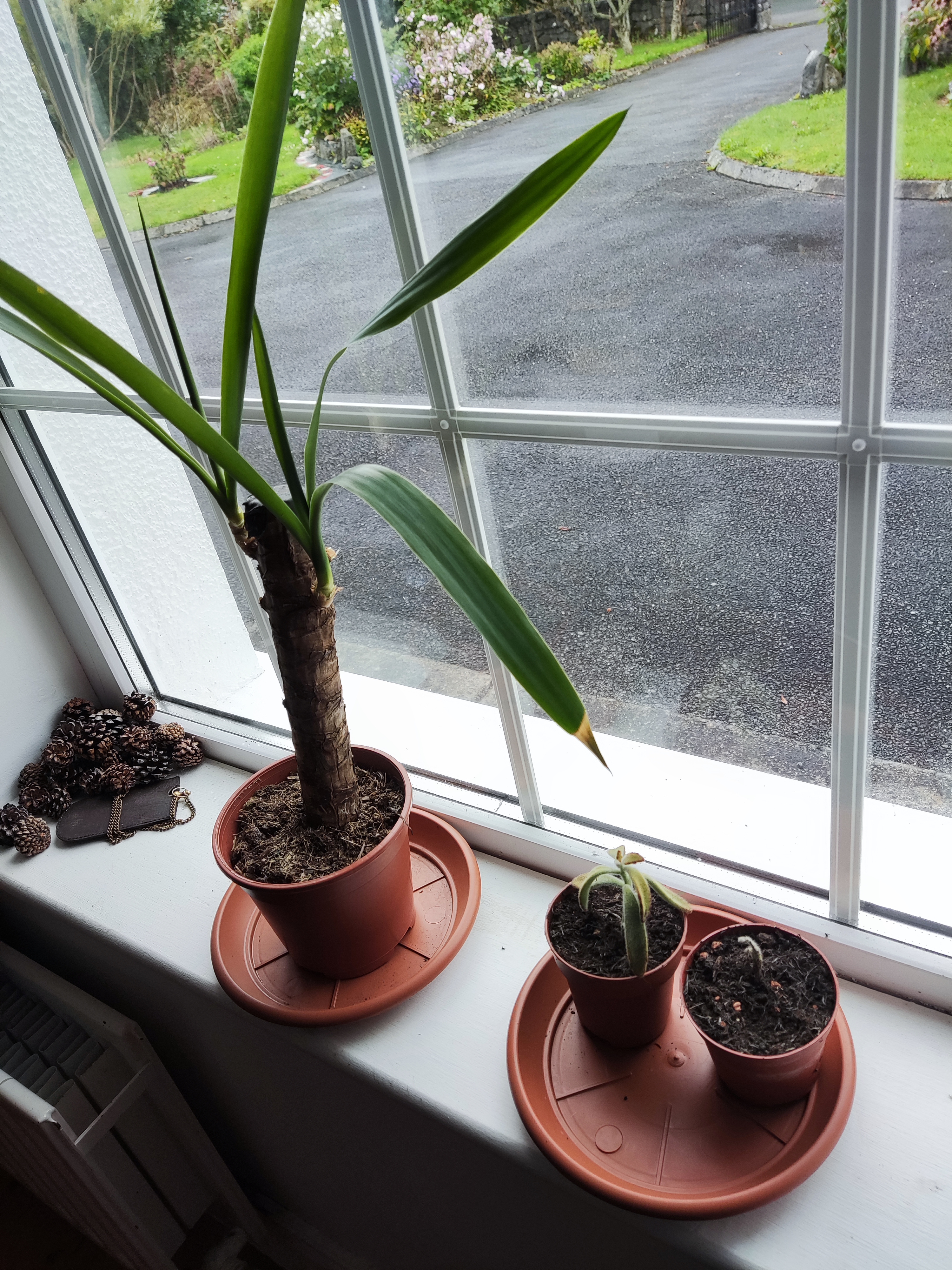 Yucca and panda plant on the window sill