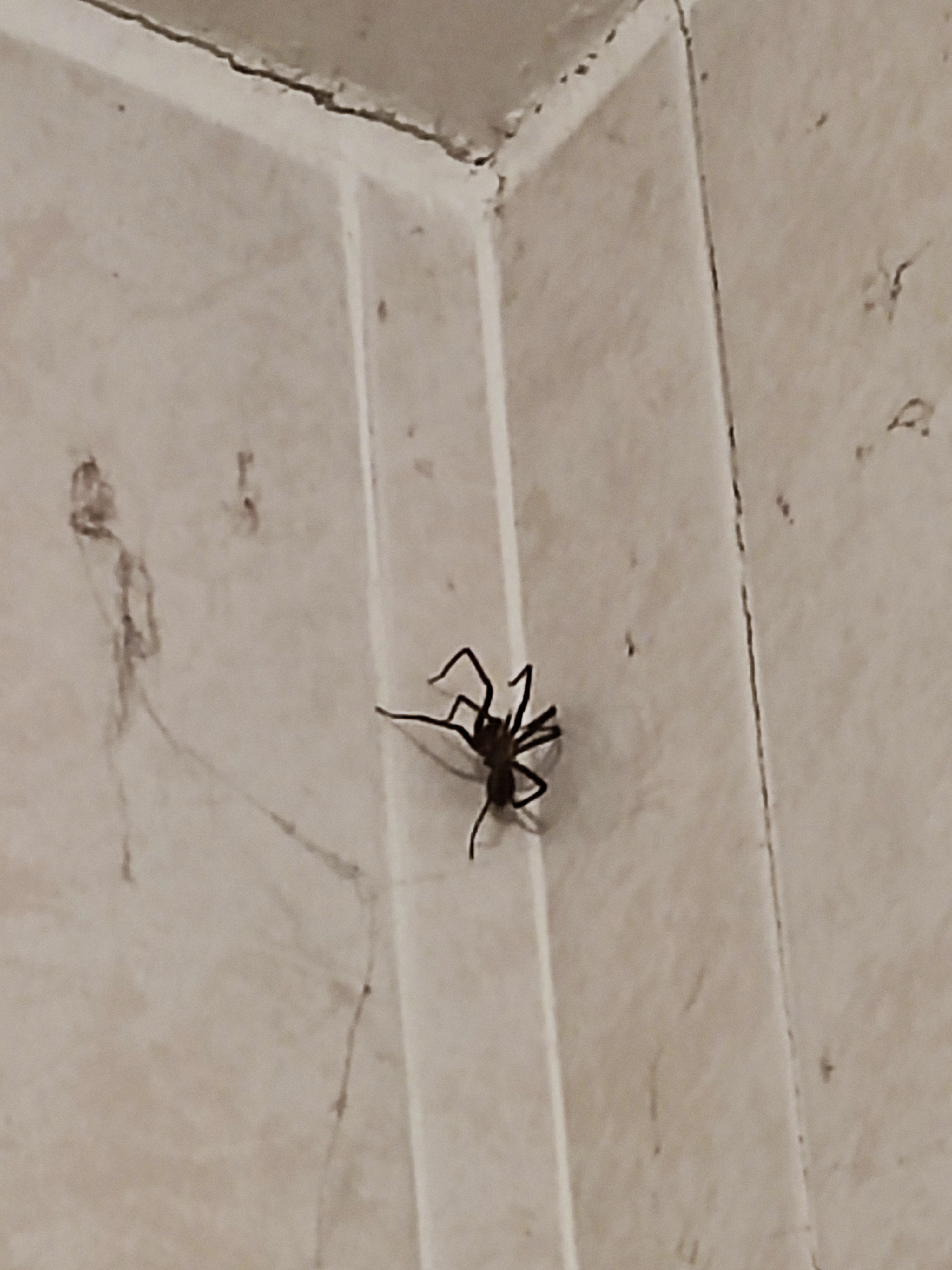 The giant giant house spider looking medium