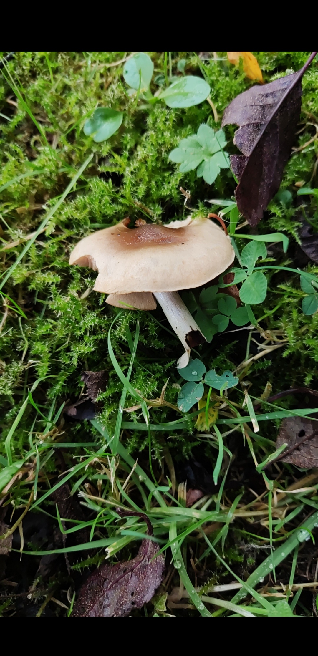 A brown-white mushroom
