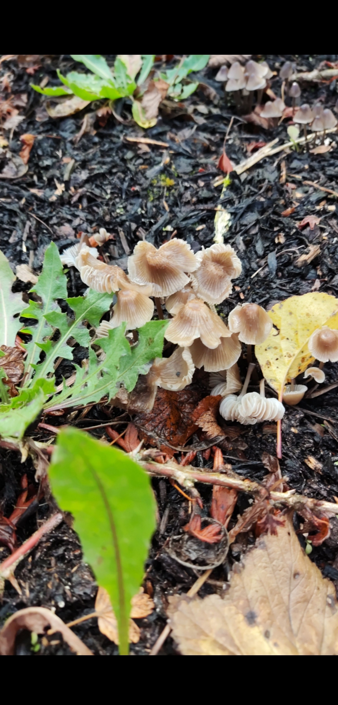 Some sort of nitrous mushroom