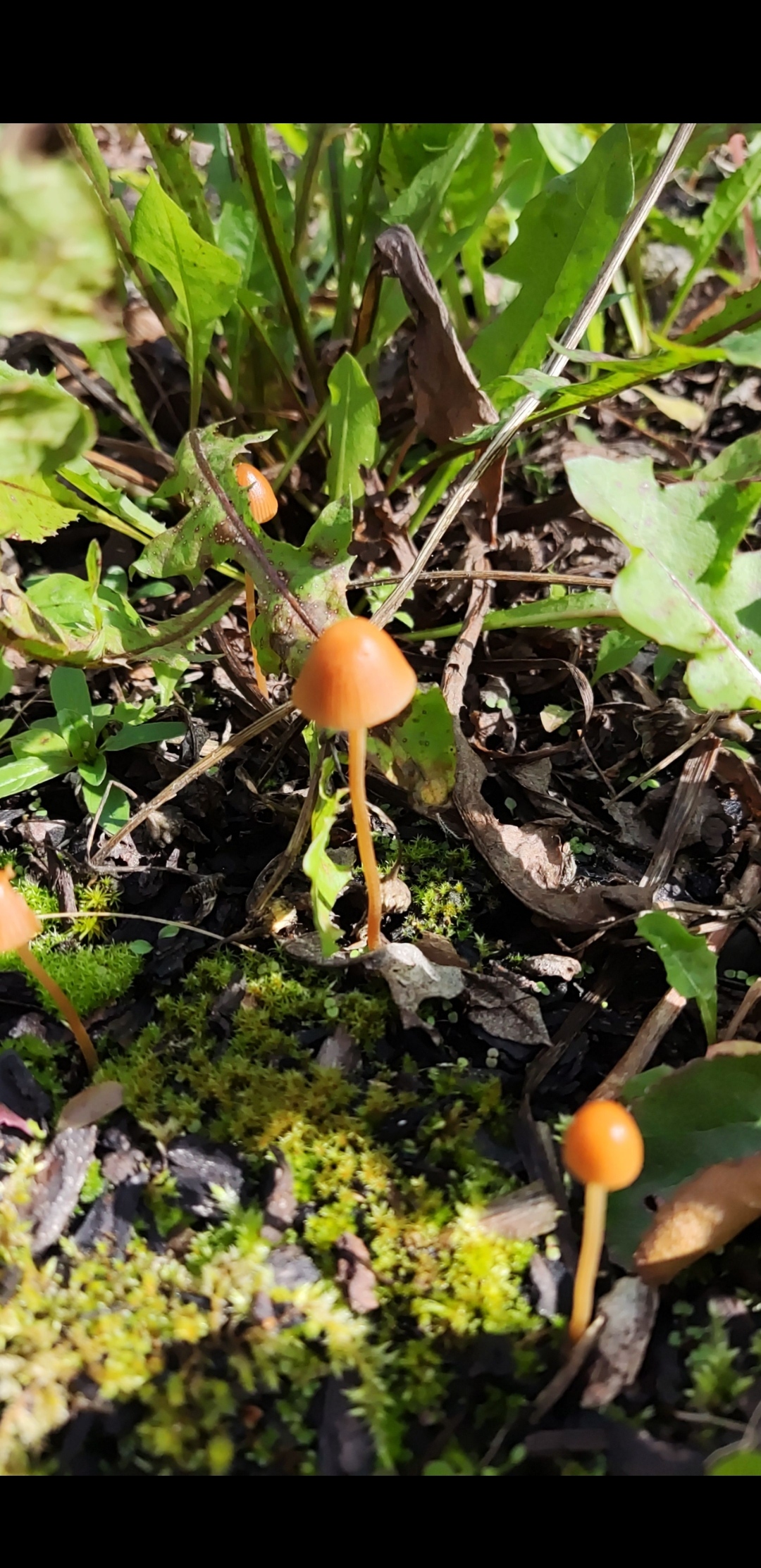 A smooth looking orange mushroom