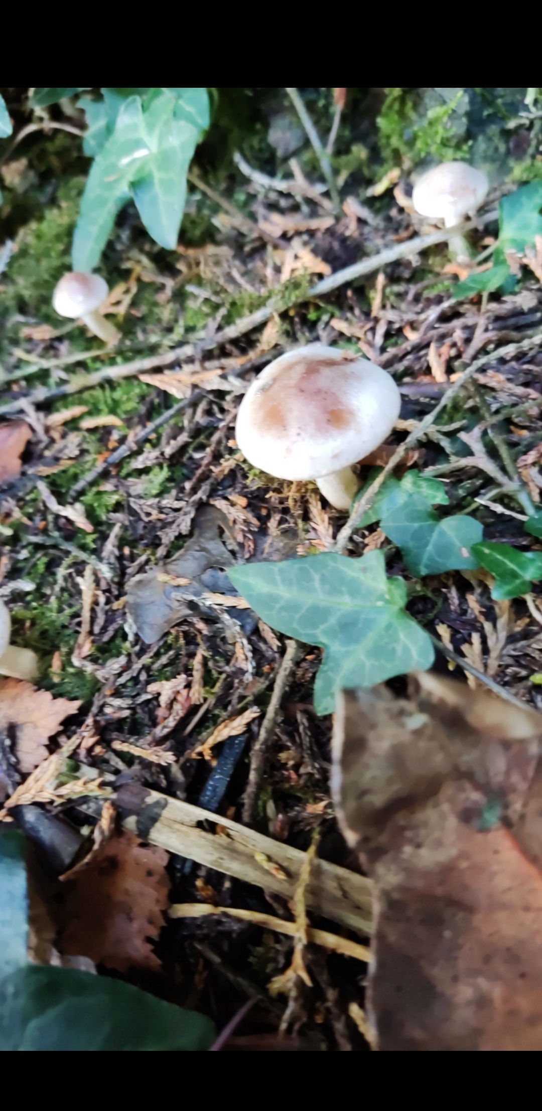 Veiled queen mushroom